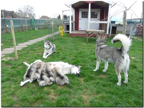 E Wurf 5 Woche 620.jpg